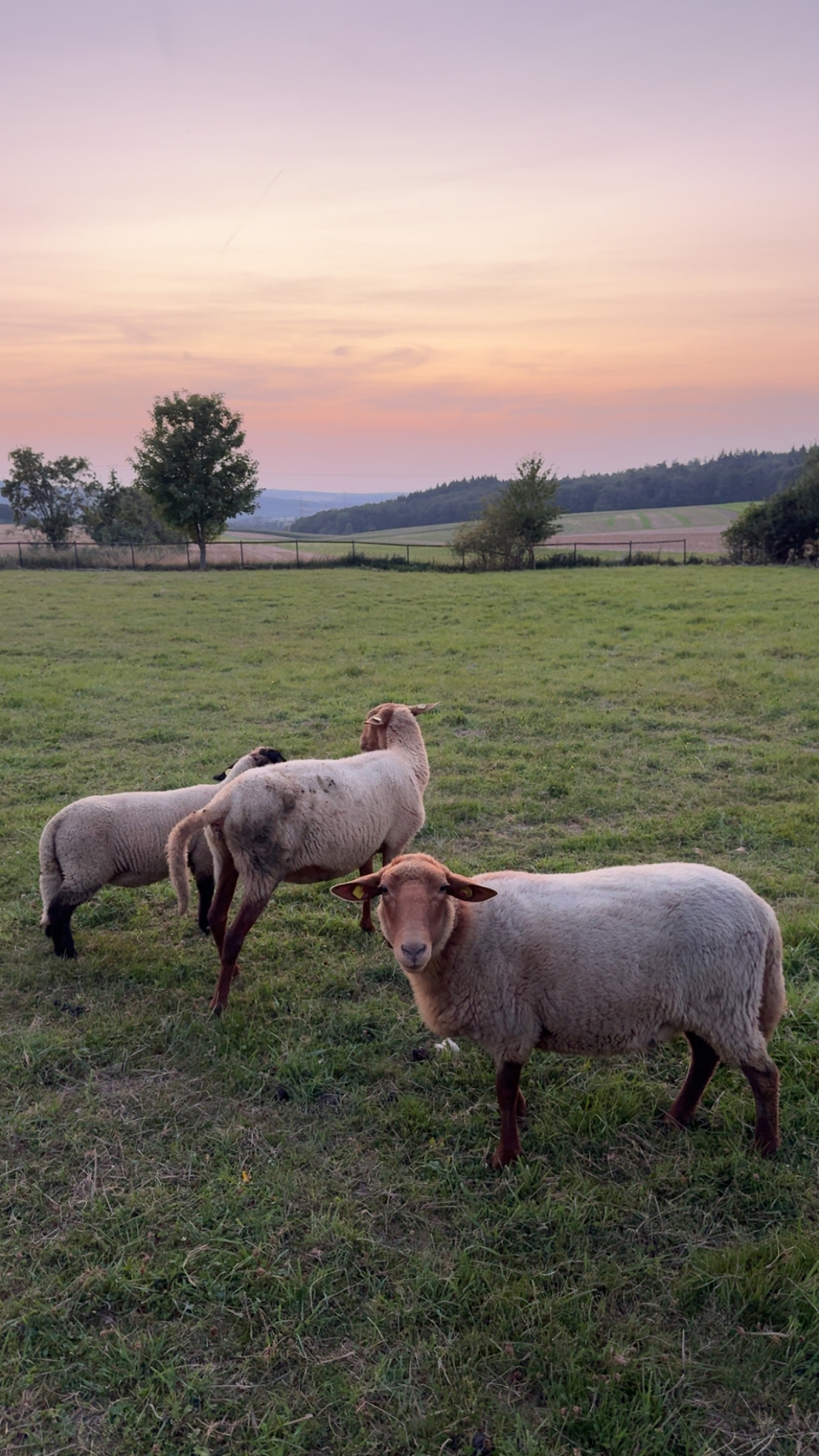 Coburger Fuchs auf der Weide des Hofgut Schanze
