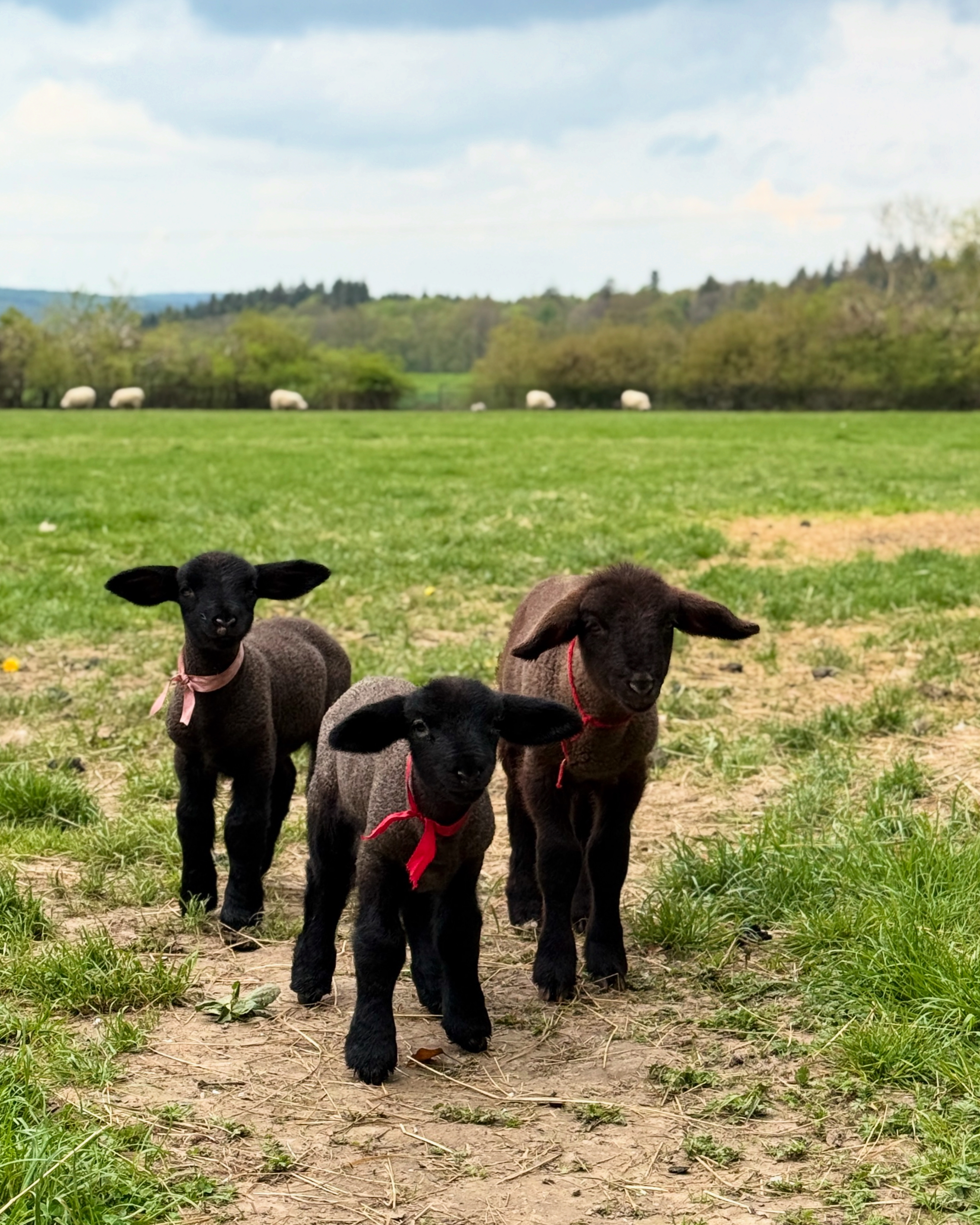 Drei Lämmer mit roten Tüchern im Frühling auf der Weide