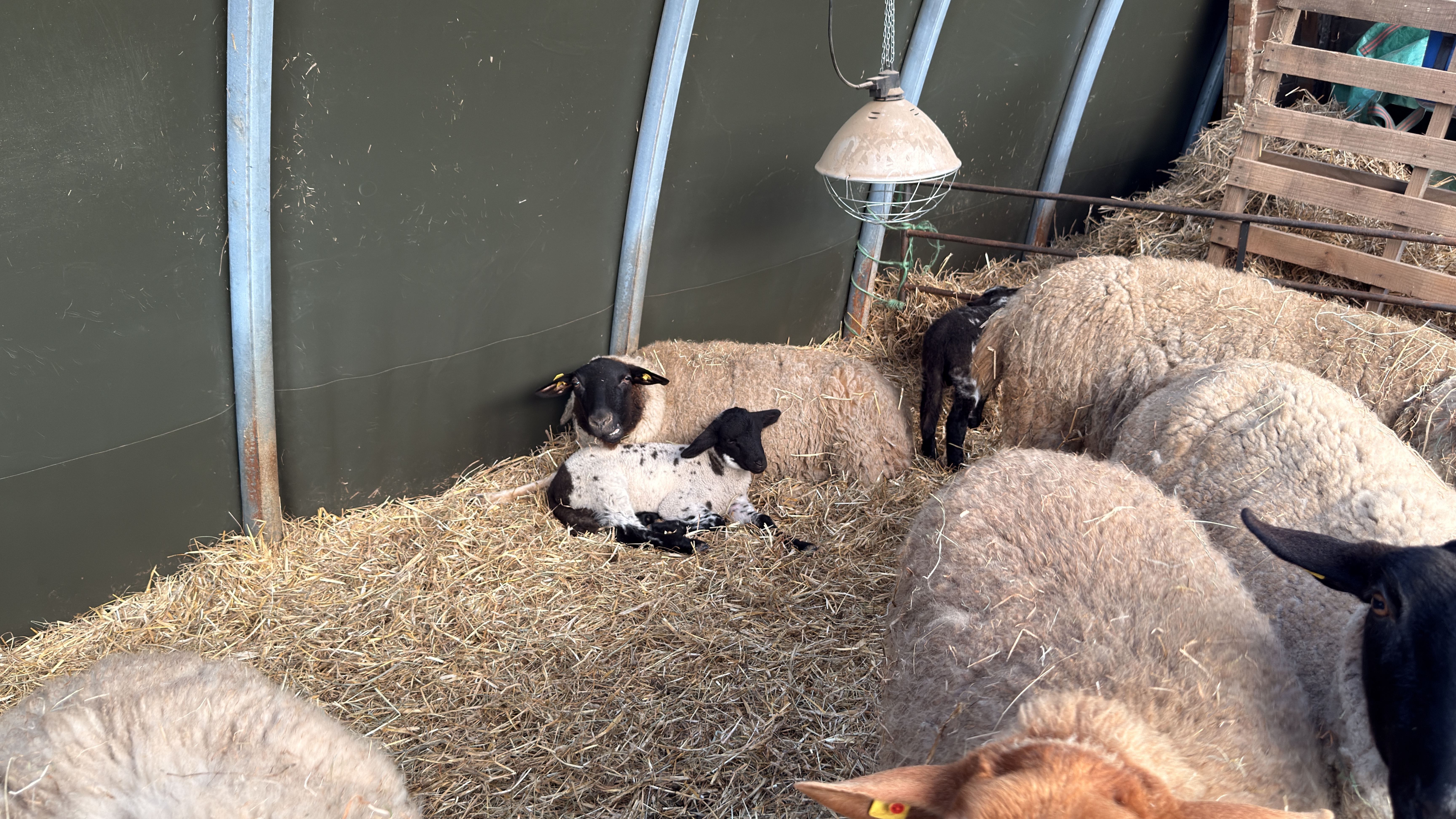 Lämmer im Stall des Hofguts