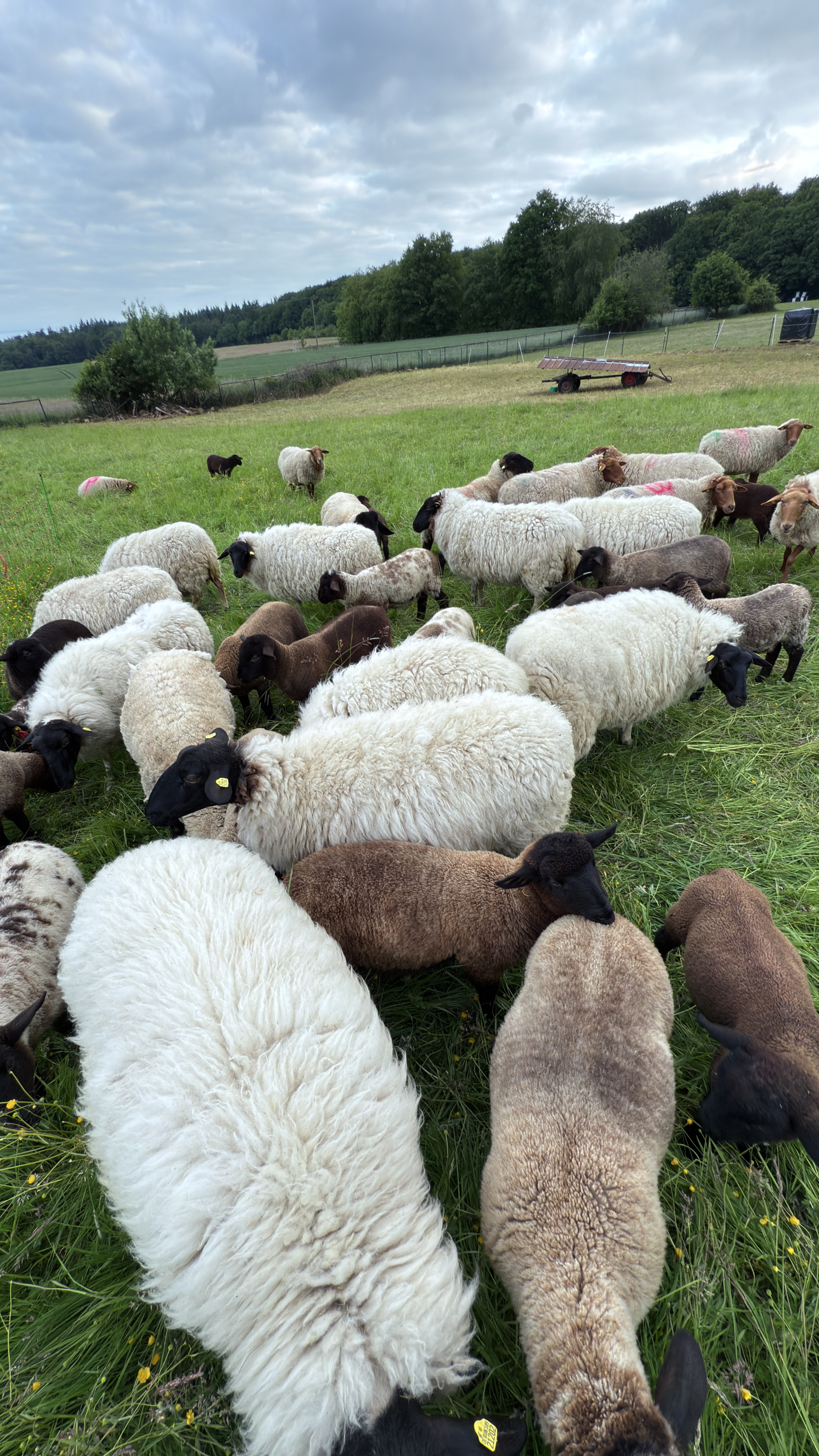 Schafherde auf der Weide des Hofgut Schanze — Lammsaison 2026