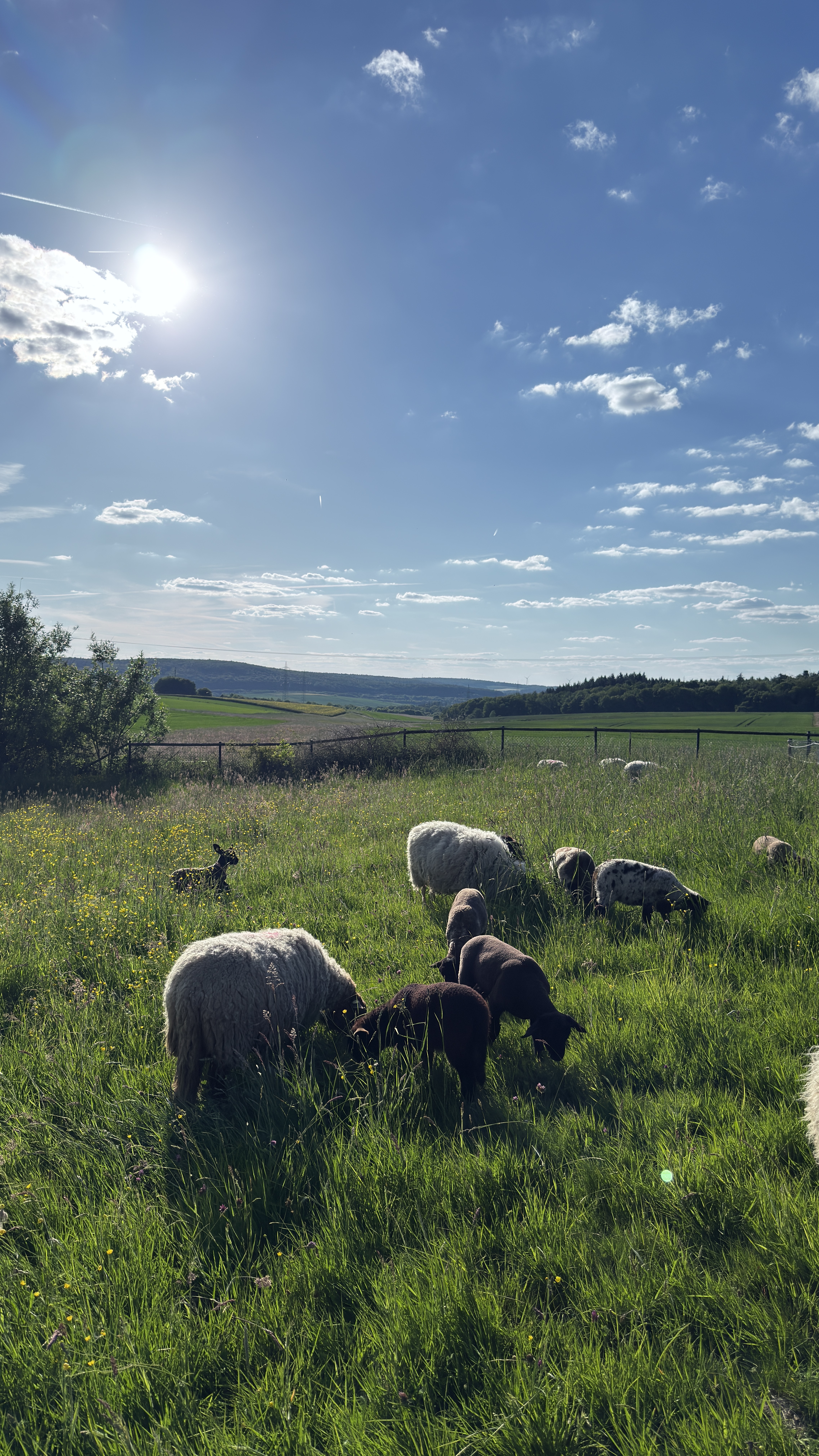 Die Schafherde des Hofgut Schanze auf der Taunus-Weide — Symbol für den Neuanfang